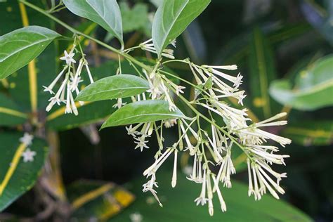 night blooming jasmine smell.